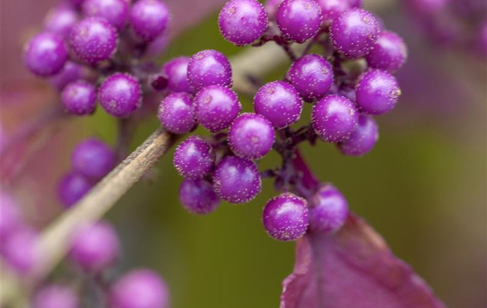 Callicarpa bodinieri 'Profusion'