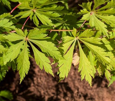 Acer japonicum 'Aconitifolium'