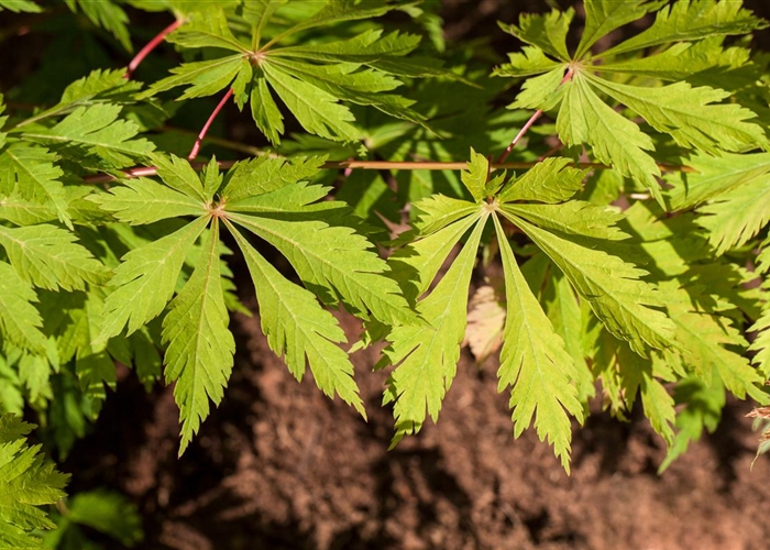 Acer japonicum 'Aconitifolium'