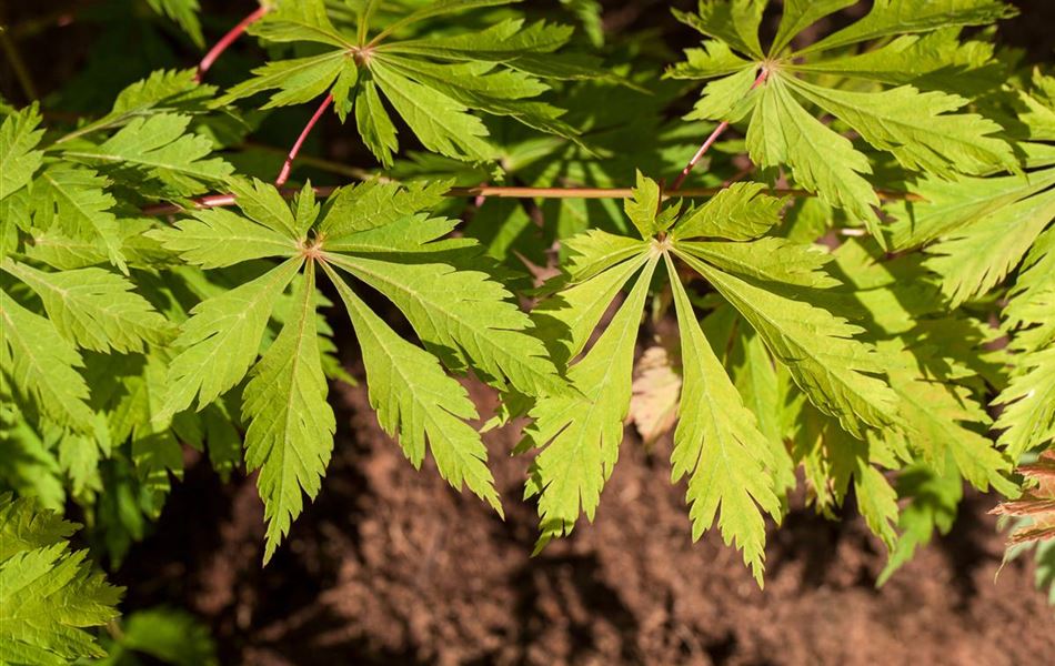 Acer japonicum 'Aconitifolium'