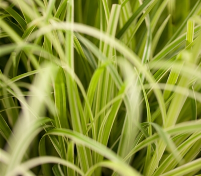 Carex hachijoensis 'Evergold'