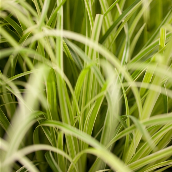 Carex oshimensis 'Evergold'