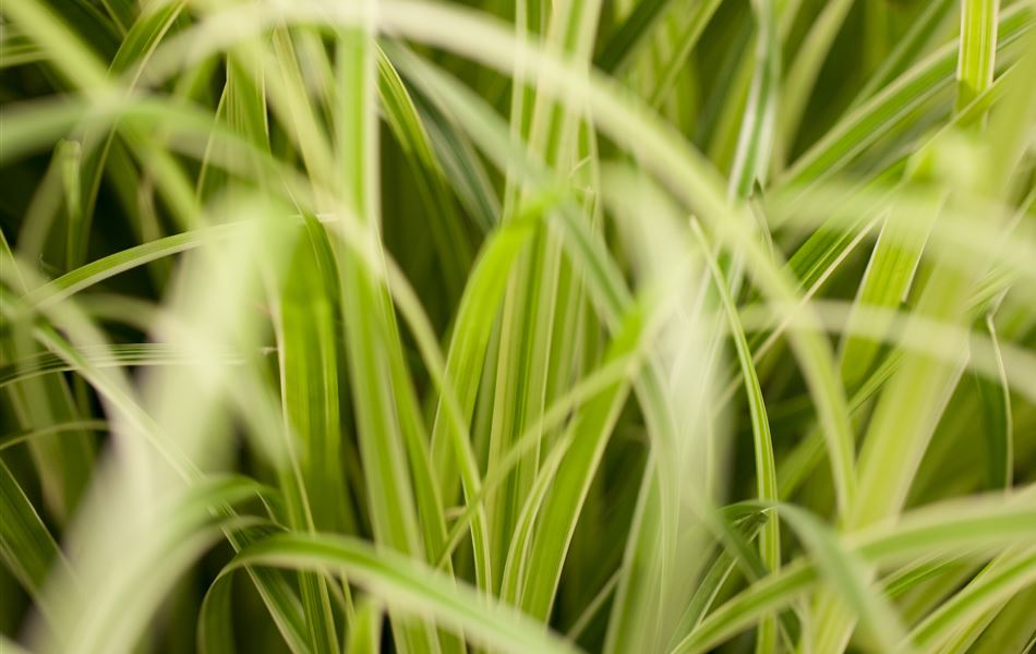 Carex hachijoensis 'Evergold'