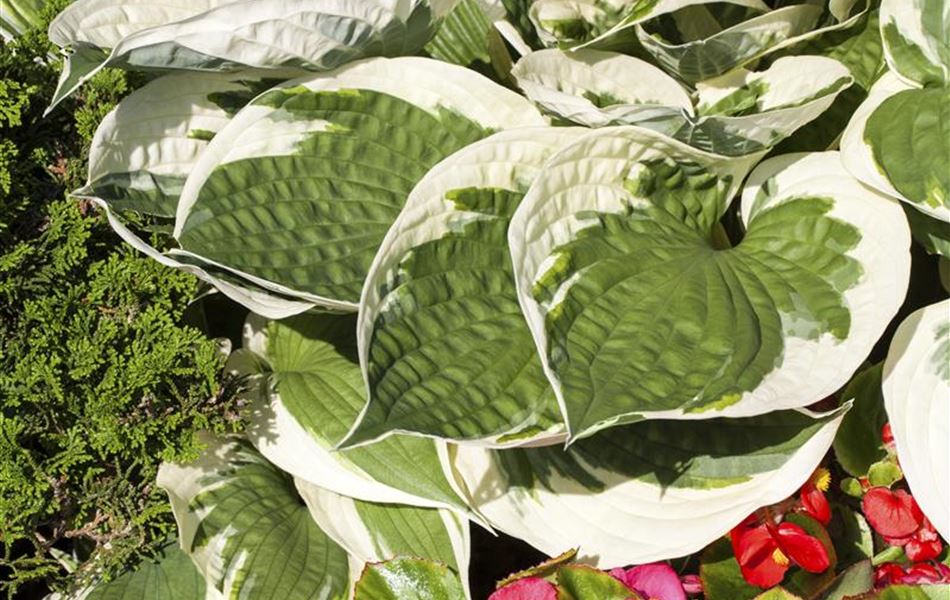 Hosta 'Patriot'