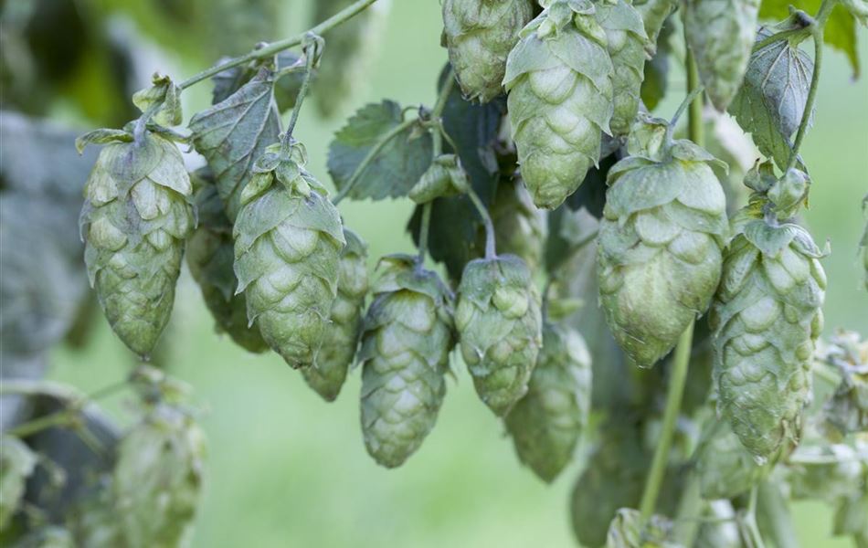 Humulus lupulus