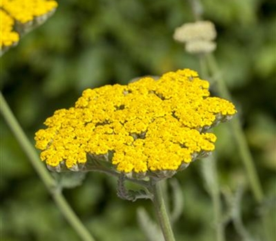 Achillea 'Coronation Gold'