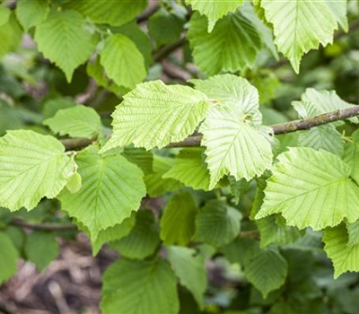 Corylus avellana