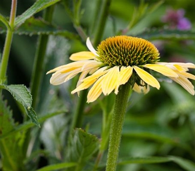 Echinacea purpurea 'Sunrise'