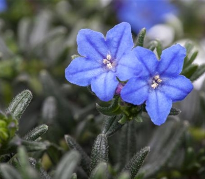 Glandora diffusa 'Heavenly Blue'