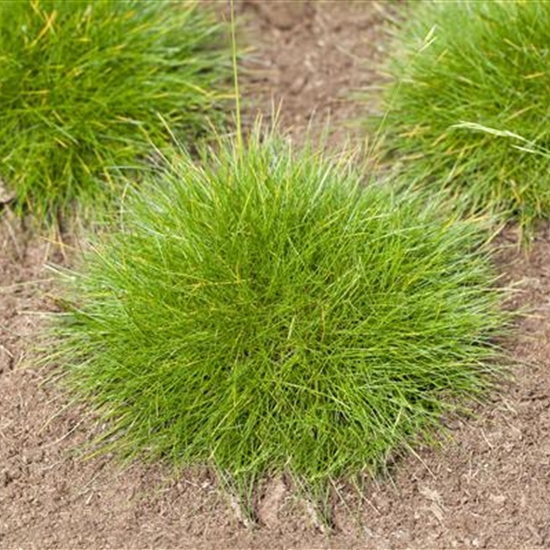 Festuca gautieri