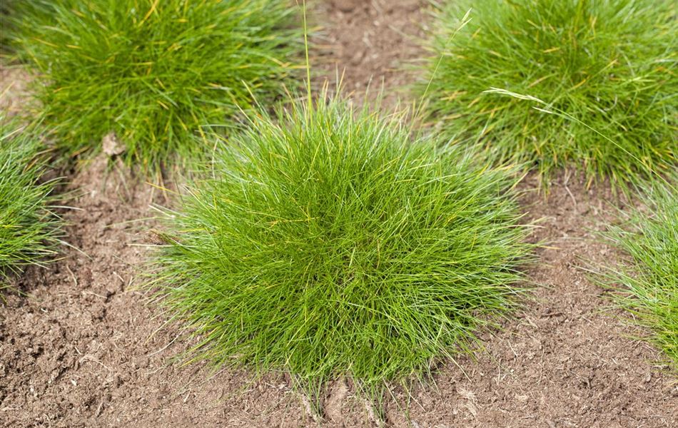 Festuca gautieri