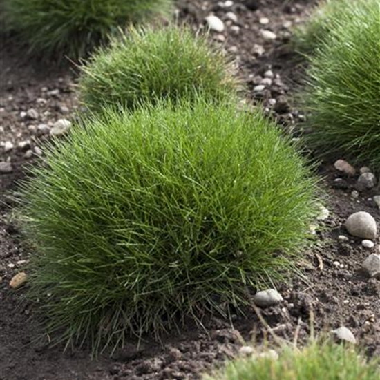 Festuca gautieri 'Pic Carlit'