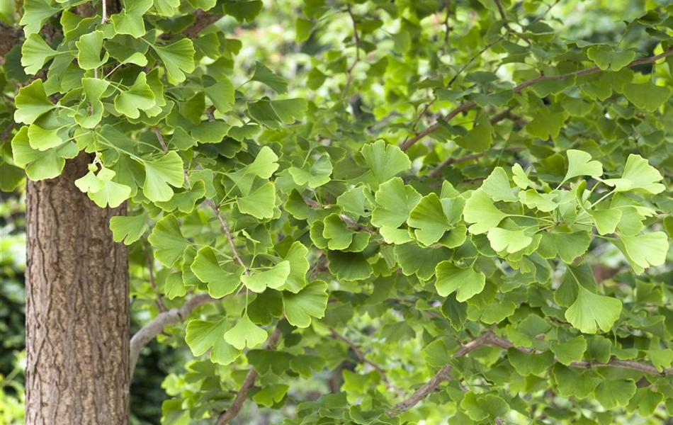 Ginkgo biloba