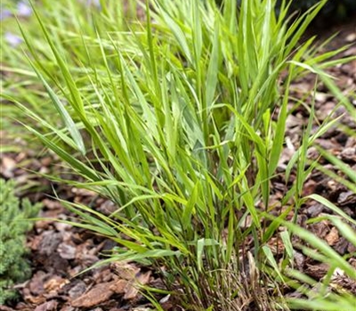 Hakonechloa macra