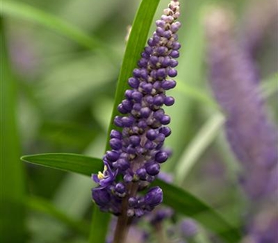 Liriope muscari 'Big Blue'