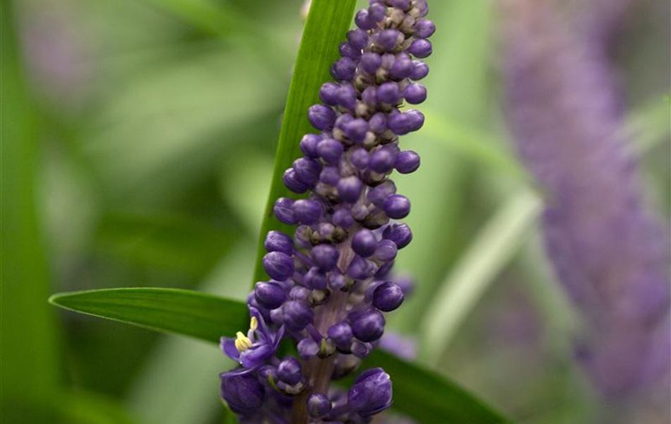 Liriope muscari 'Big Blue'