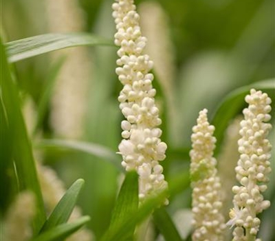 Liriope muscari 'Monroe White'