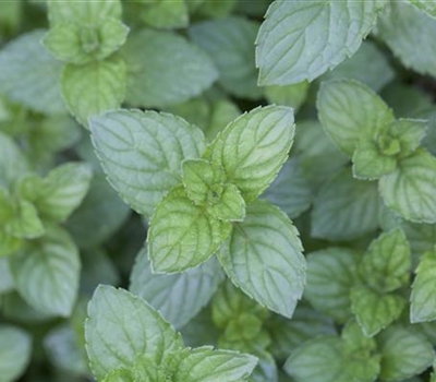 Mentha piperita (x) 'Agnes'