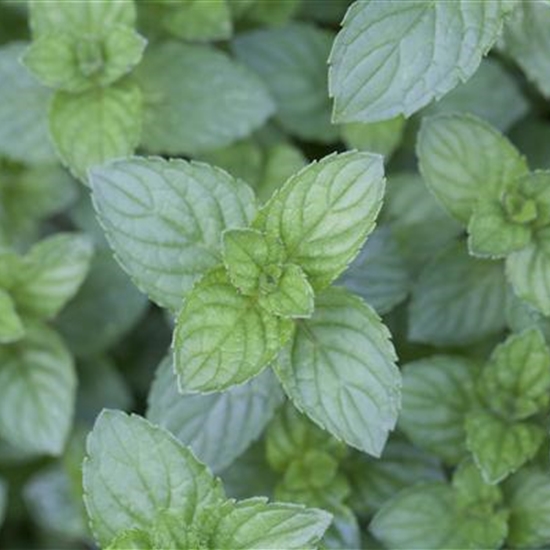 Mentha piperita (x) 'Agnes'