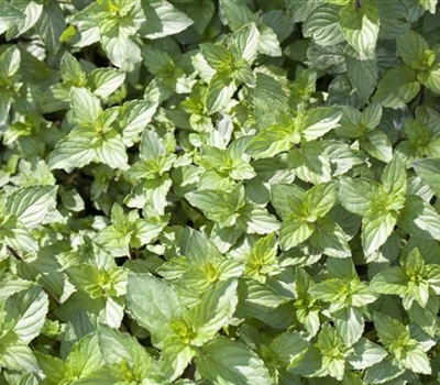 Mentha piperita (x) 'Multimentha'