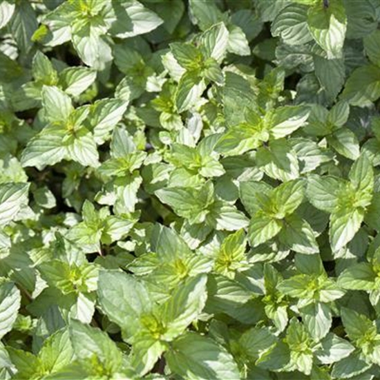 Mentha piperita (x) 'Multimentha'