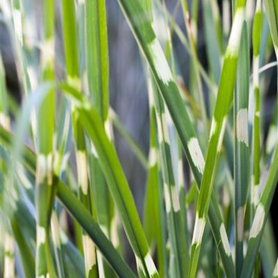 Miscanthus sinensis 'Strictus'