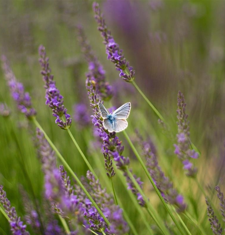 Biodiversitätsmischung 