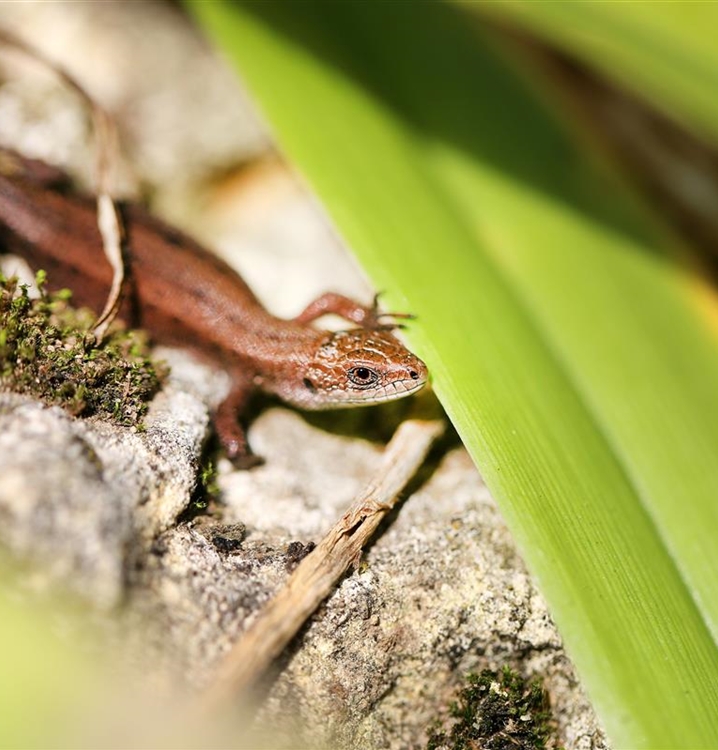 Biodiversitätsmischung