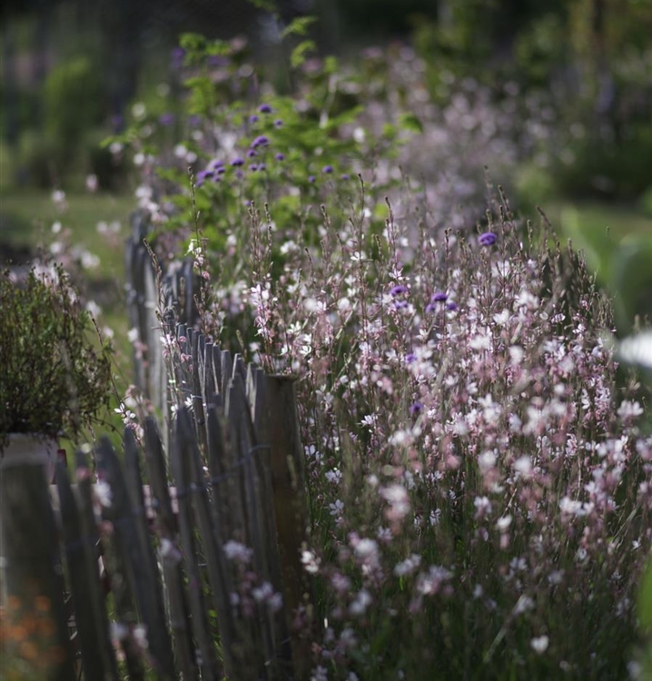 Biodiversitätsmischung