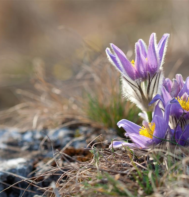 Biodiversitätsmischung