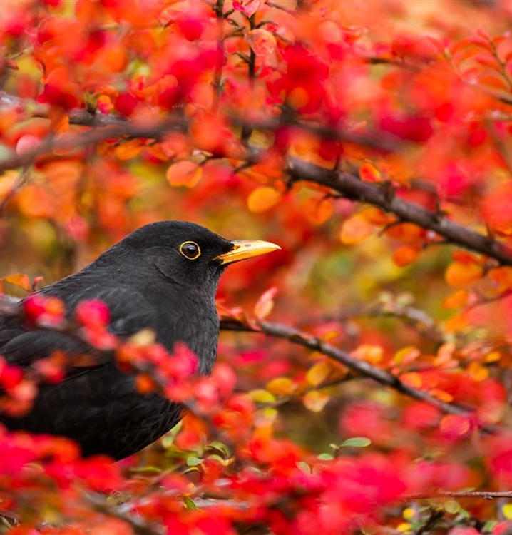 Biodiversitätsmischung