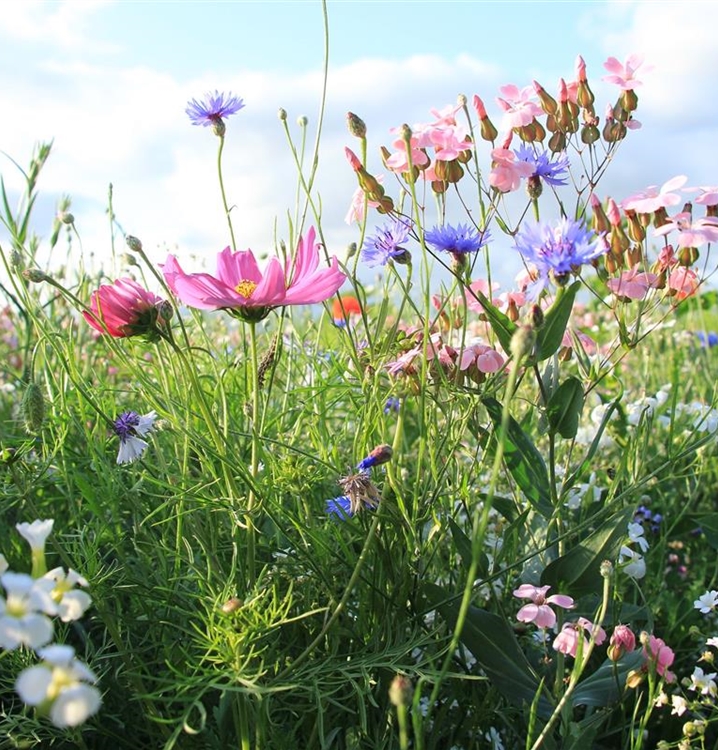 Biodiversitätsmischung