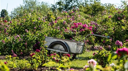 Schubkarre - Wagen im Rosengarten