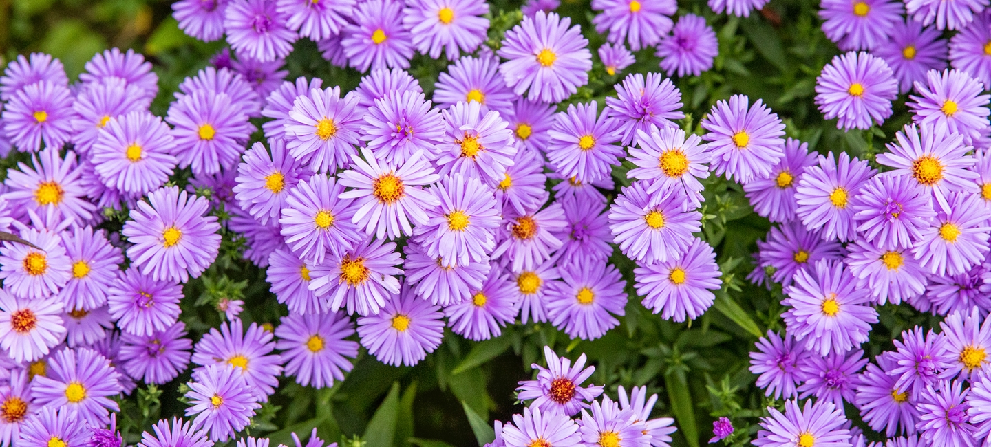 Aster dumosus, lila