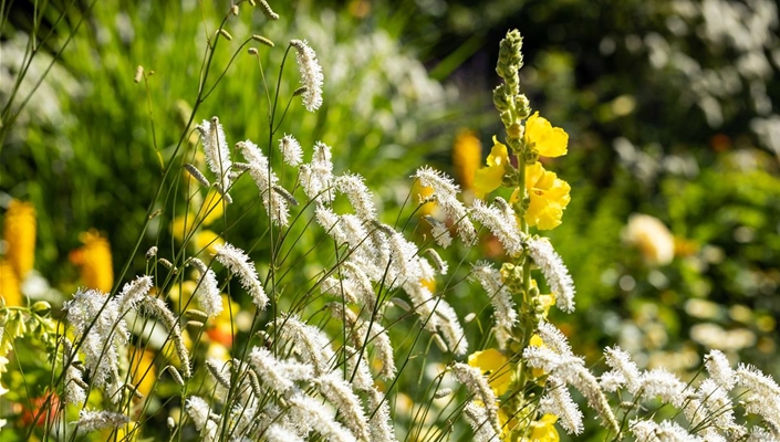 Sanguisorba tenuifolia 'Alba'