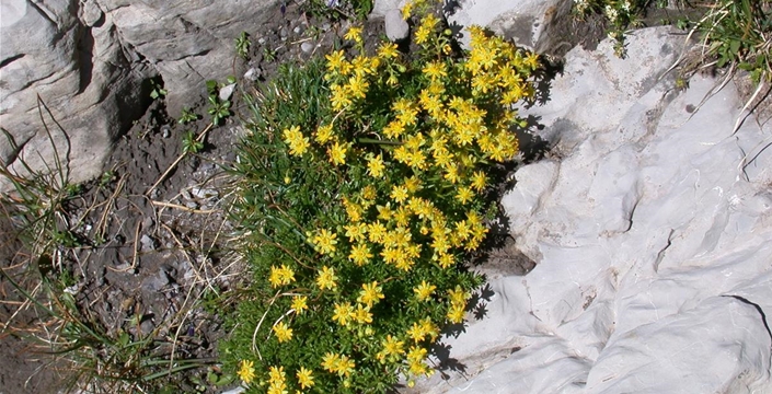 Saxifraga aizoides