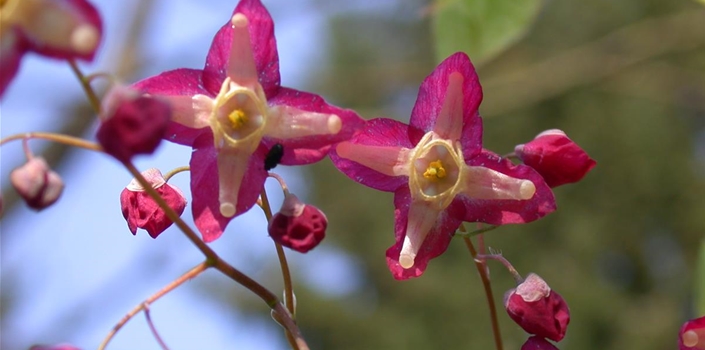 Epimedium alpinum