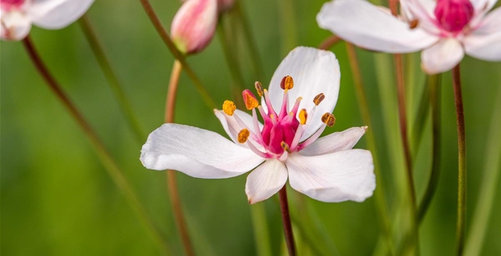 Butomus umbellatus