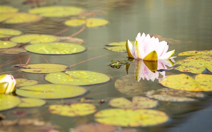 Seerosen mit Frosch