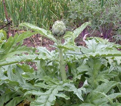 Cynara cardunculus