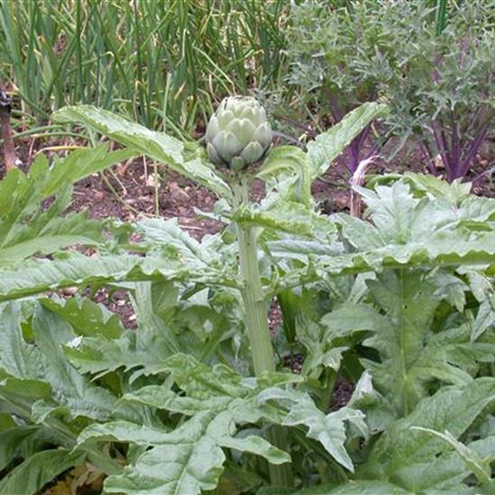 Cynara cardunculus