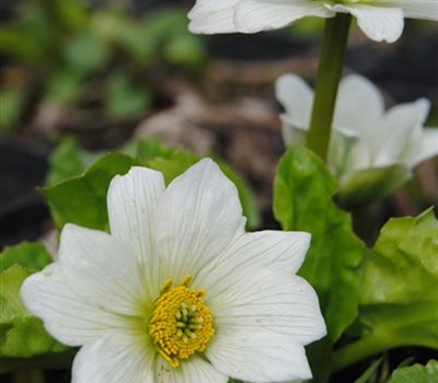 Caltha palustris var. alba