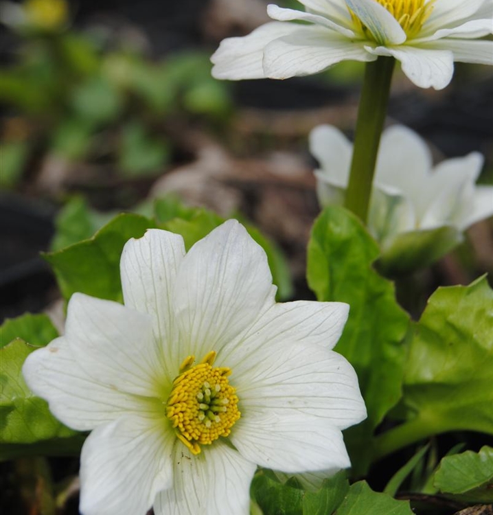 Weisse Sumpfdotterblume