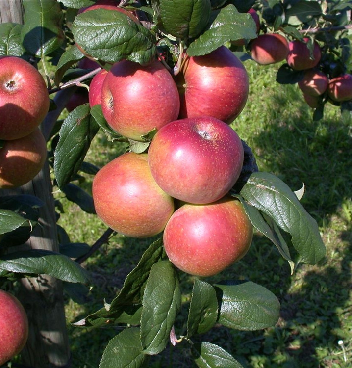 Säulenapfel