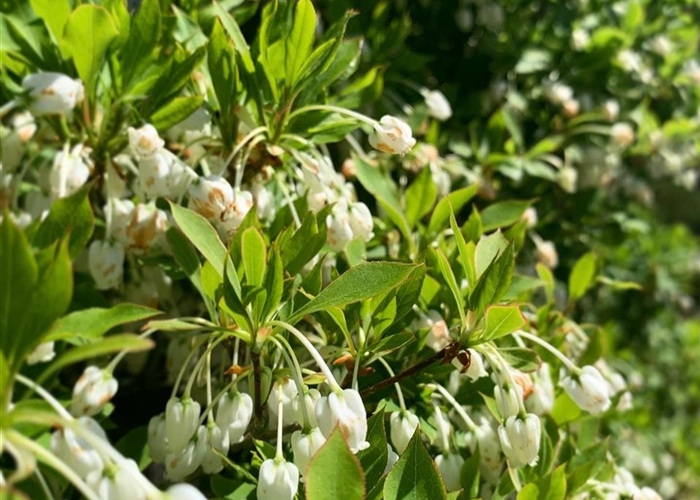 Moorbeetpflanzen (ohne Rhododendron)