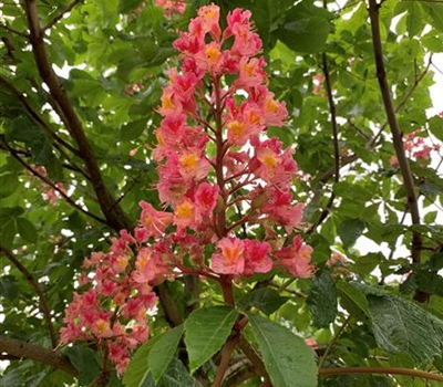 Aesculus carnea (x) 'Briotii'