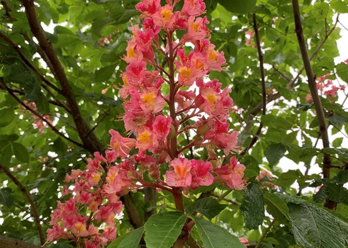 Aesculus carnea (x) 'Briotii'