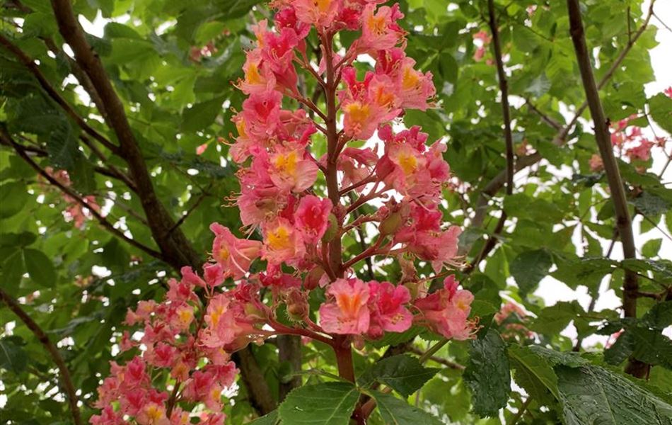 Aesculus carnea (x) 'Briotii'