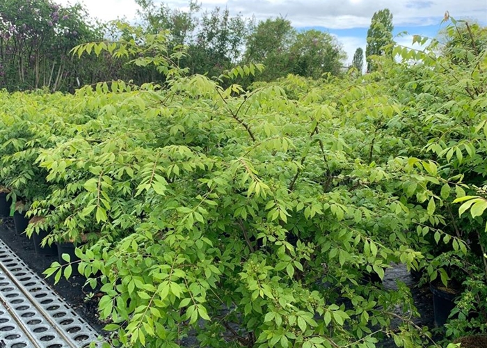 Euonymus alatus