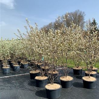 Amelanchier lamarckii Amelanchier lamarckii